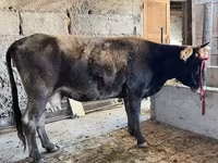 Կով, Խոշոր եղջերավոր — լուսանկար 3