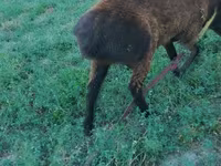 Beran, Qashqai sheep — foto 2