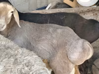 Dume la kondoo, Hissar sheep — picha 5
