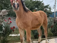 Cavallo, Cavalli — foto 4