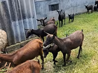 بز ماده, Murcia-Granada goats — عکس 2