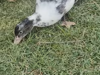 مسکوی خانگی — عکس 4