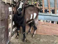 بز نر, Alpine goat — عکس 5