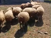 Biri-biri (lot, jantina tidak dinyatakan), Sheep — foto 1