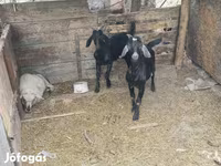 Kambing jantan, Goats — foto 2