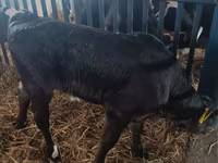 Sapi, Limousin cow — foto 5