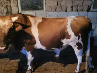 Bulle, Swiss cattle — Foto 2