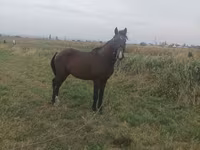 Kůň, Koně — foto 4