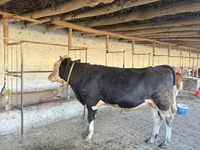 Bou, Simmental cattle — foto 1