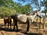 母马, Horses — 照片 4