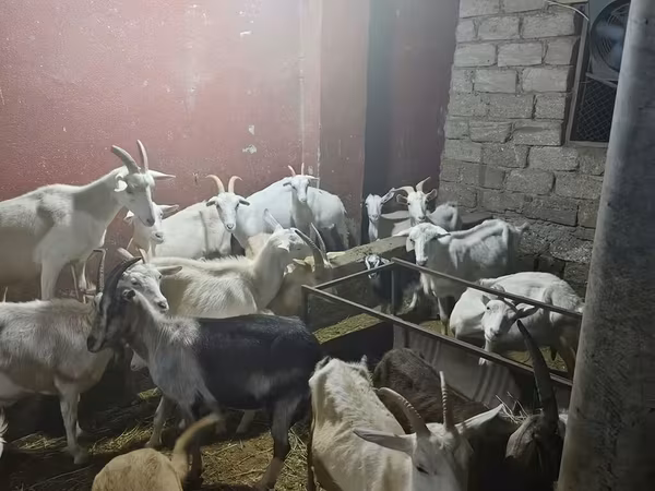 بز ماده, بز