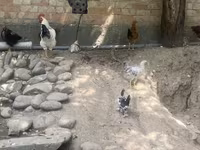 Chickens — foto 3