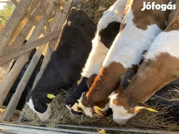 วัวตัวผู้, Simmental cattle