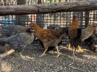 Chickens — عکس 2