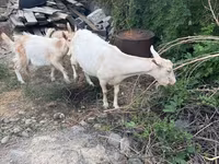 Буз, Saanen goat — акс 3