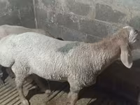 میش, Arashan sheep — عکس 4