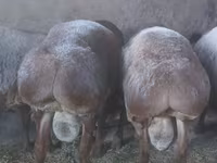 แกะตัวผู้, Arashan sheep — รูปภาพ 2