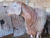 گوسفند (گروه، جنسیت مشخص نشده), Arashan sheep — عکس 1