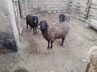 মেষী, ভেড়া — ছবি 1