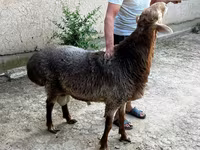 Montone, Pecore — foto 2