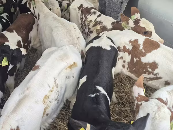 Buqa, Simmental cattle