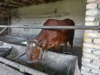 سانڈ, Red Estonian cattle — تصویر 3