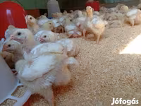 Chickens — รูปภาพ 1