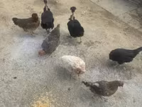 Chickens — ፎቶ 2