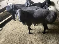 Kambing jantan, Hissar sheep — foto 5