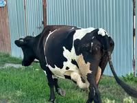 Krowa, Russian Black pied cattle — zdjęcie 4