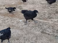 Chickens — عکس 2