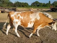 گاو ماده, Simmental cattle — عکس 6