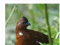Guinea fowl — ፎቶ 5