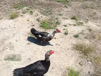 Ducks — Foto 3