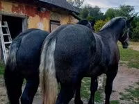Hingst, Percheron — foto 4
