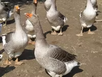 Geese — foto 1