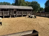 قوچ, Merino sheep — عکس 1