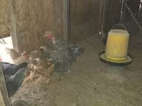Chickens — 사진 2