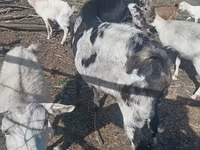 بز نر, Nubian Goat — عکس 1