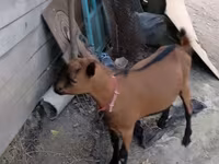 Jarac, Alpine goat — fotografija 3