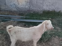 Jarac, Beetal goats — fotografija 1