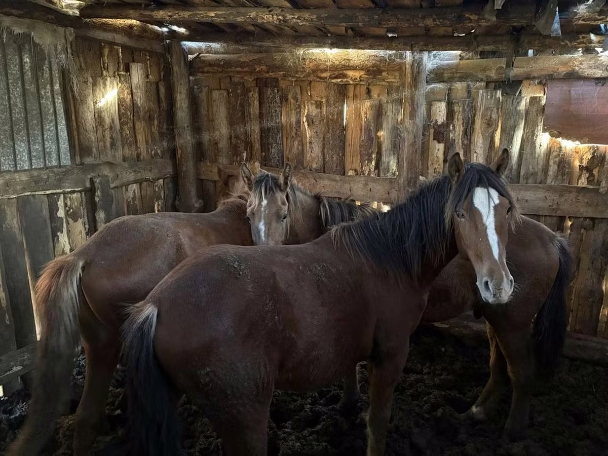 Konji (partija, pol nije naveden), Horse breed
