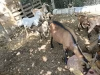 山羊（批次，未指定性别）, Goats — 照片 2