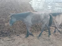 Faras dhaddig, Horses — sawirka 3