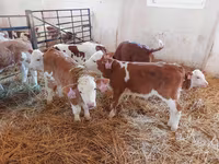 Býk, Simmental cattle — foto 1