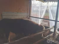 Toro, Simmental cattle — foto 4