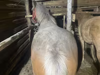 Kuda betina, Horses — foto 4
