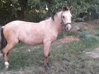 Cavallo, Cavalli — foto 5