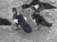 Ducks — عکس 5