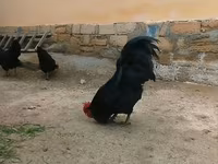 አውስትራሎርፕ — ፎቶ 4